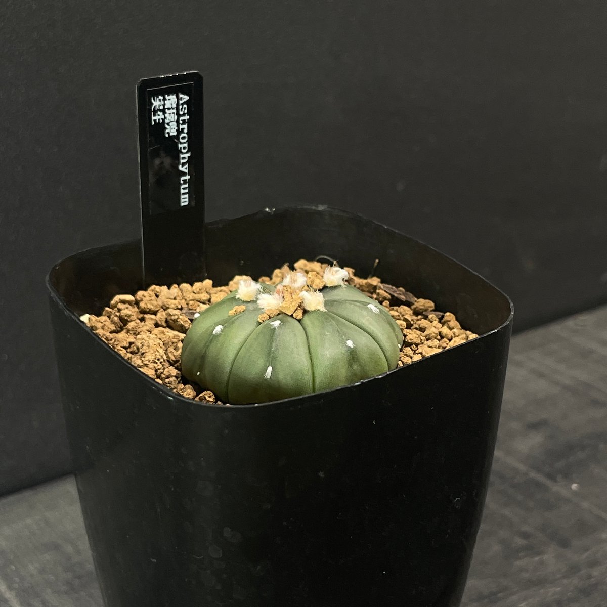 OZWRT Spirit of Astrophytum オズワート 瑠璃兜 OZWRT Spirit of Astrophytum オズワート 瑠璃兜