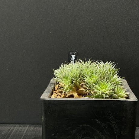 ドライガーデン | STORES