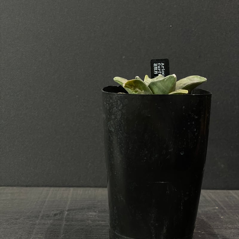 サボテン アリオカルプス 花牡丹 × プラ鉢 | 最終的にサボテン