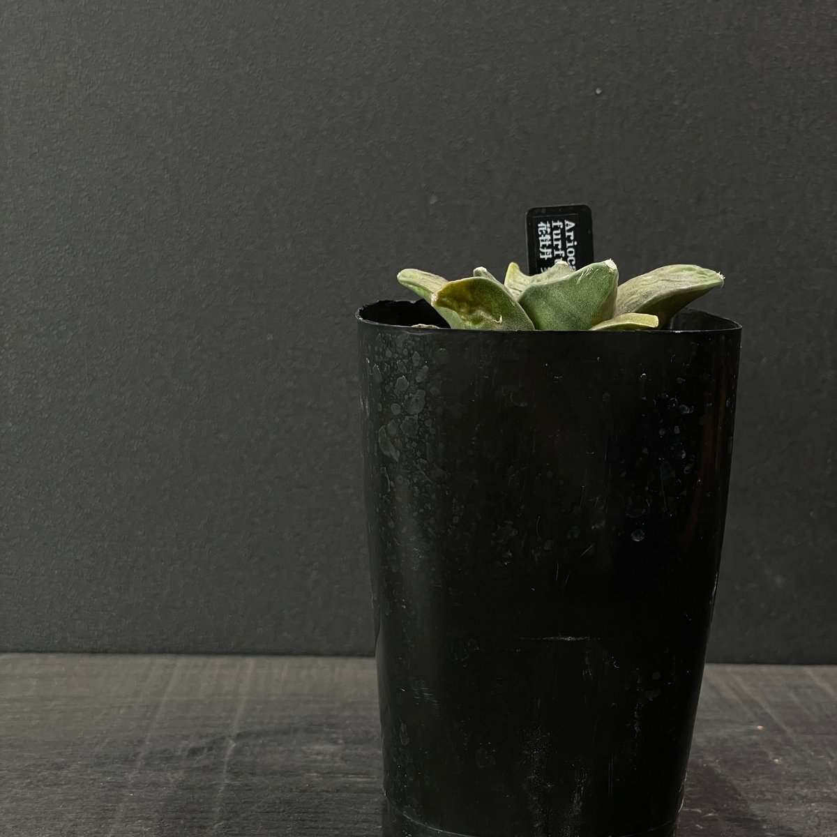 サボテン アリオカルプス 花牡丹 × プラ鉢 | 最終的にサボテン