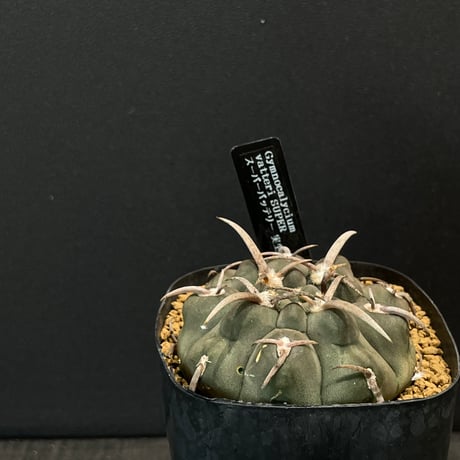 ドライガーデン | STORES