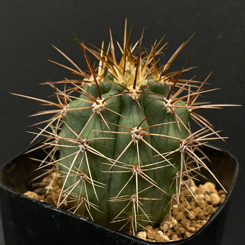 サボテン トリコケレウス パサカナ × プラ鉢 | 最終的にサボテン