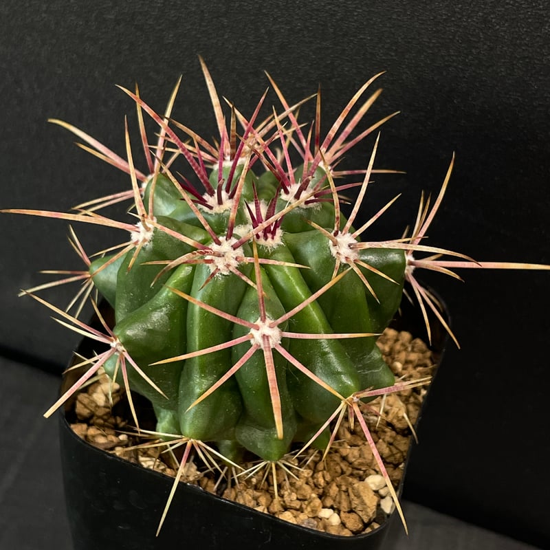 サボテン フェロカクタス 赤鳳 × プラ鉢 | 最終的にサボテン