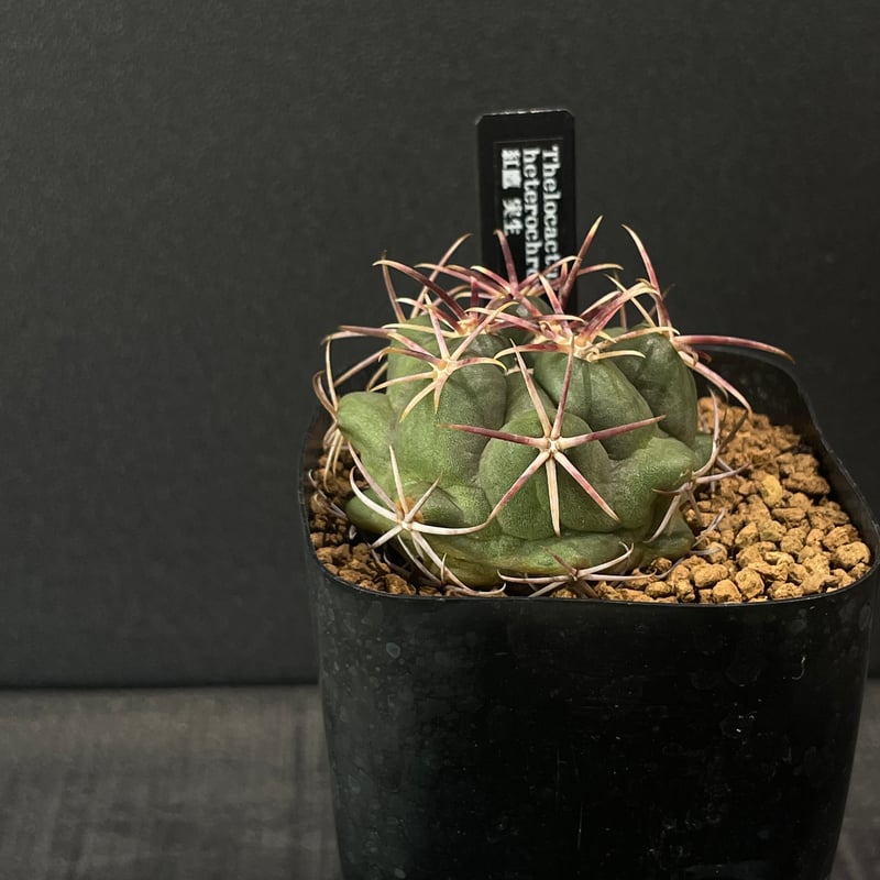 サボテン テロカクタス 紅鷹 × プラ鉢 | 最終的にサボテン オンライン