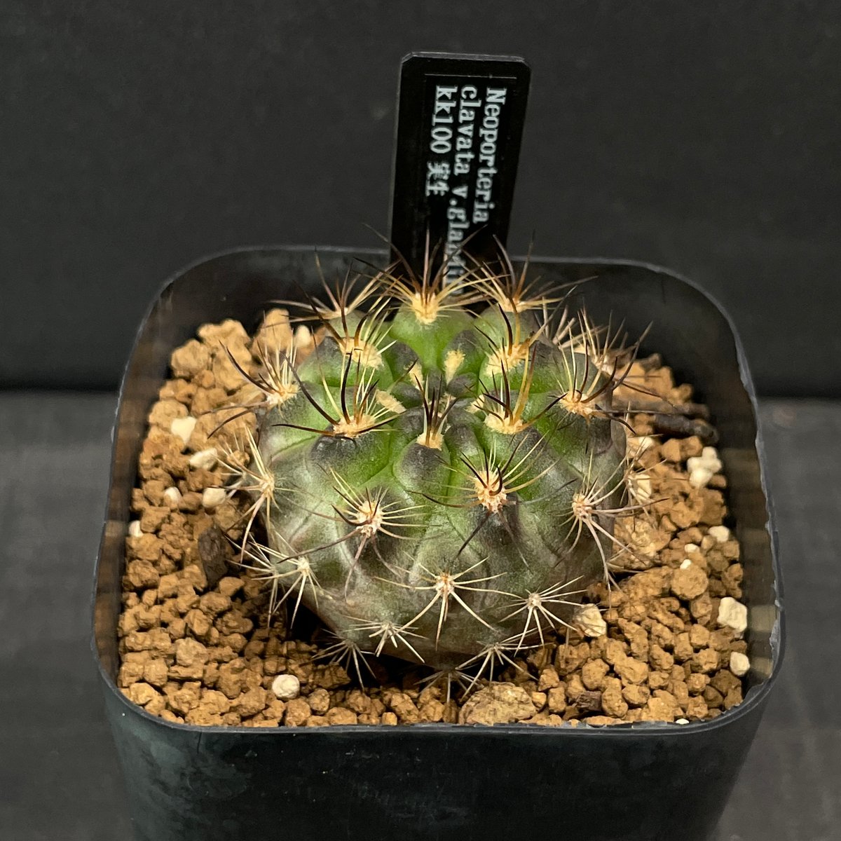 サボテン エリオシケ （旧ネオポルテリア) 暗黒王 × プラ鉢 | 最終的に