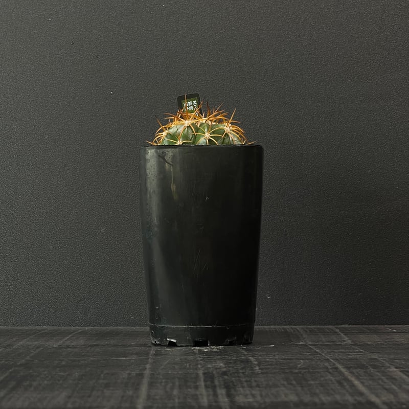 サボテン メロカクタス 流雲 × プラ鉢 | 最終的にサボテン オンライン