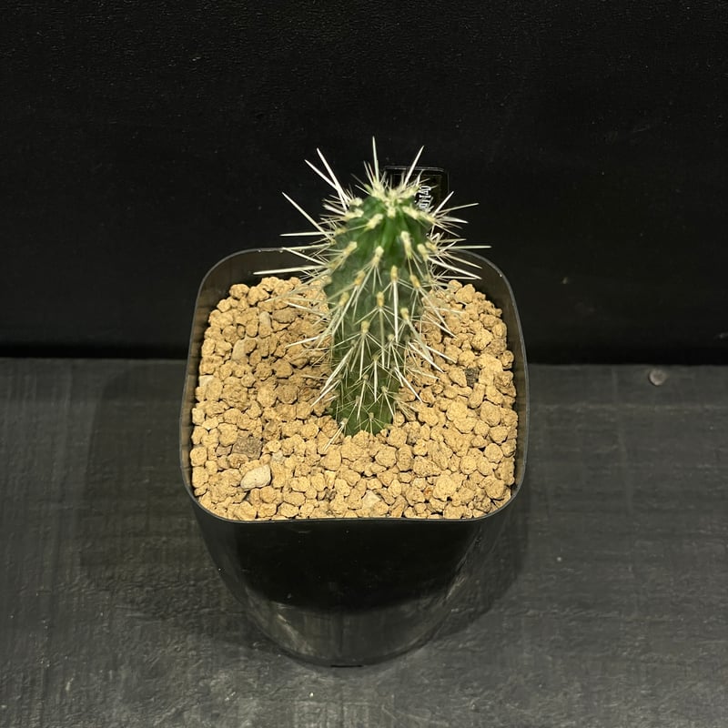 サボテン キリンドロプンチア 松嵐 × プラ鉢 | 最終的にサボテン