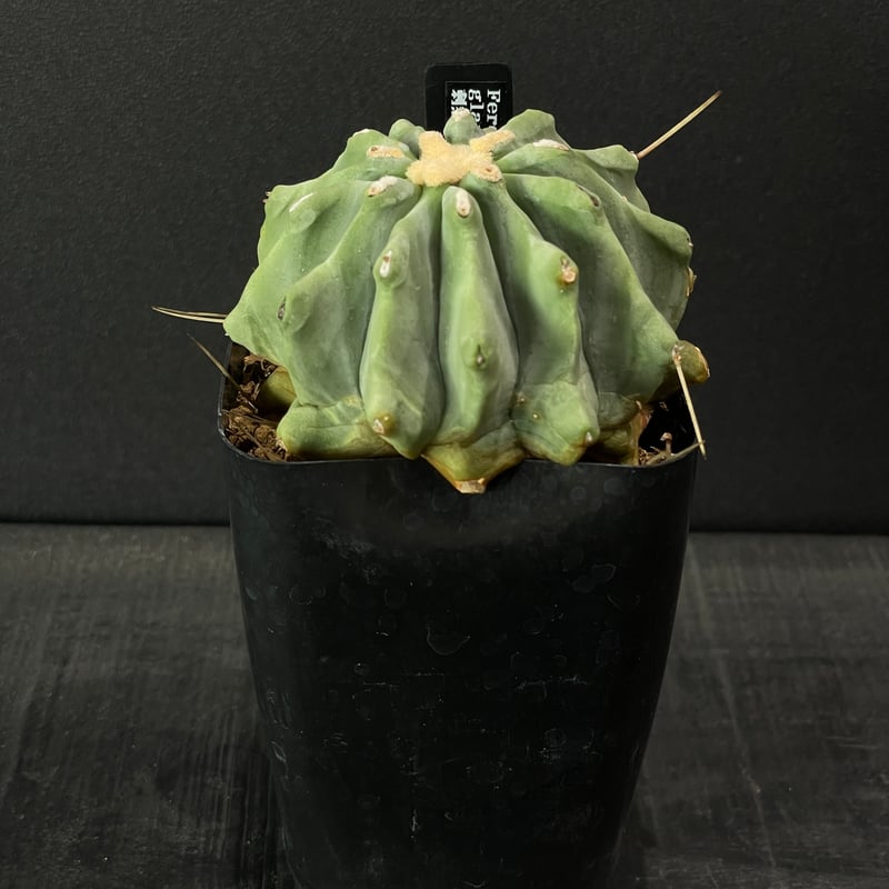 フェロカクタス・王冠竜　鉢付き 園芸ネット本店｜サボテン：フェロカクタス 王冠竜 2.5号鉢植え の通販