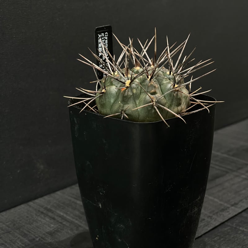サボテン ギムノカリキウム 大型鬼胆丸 × プラ鉢 | 最終的に