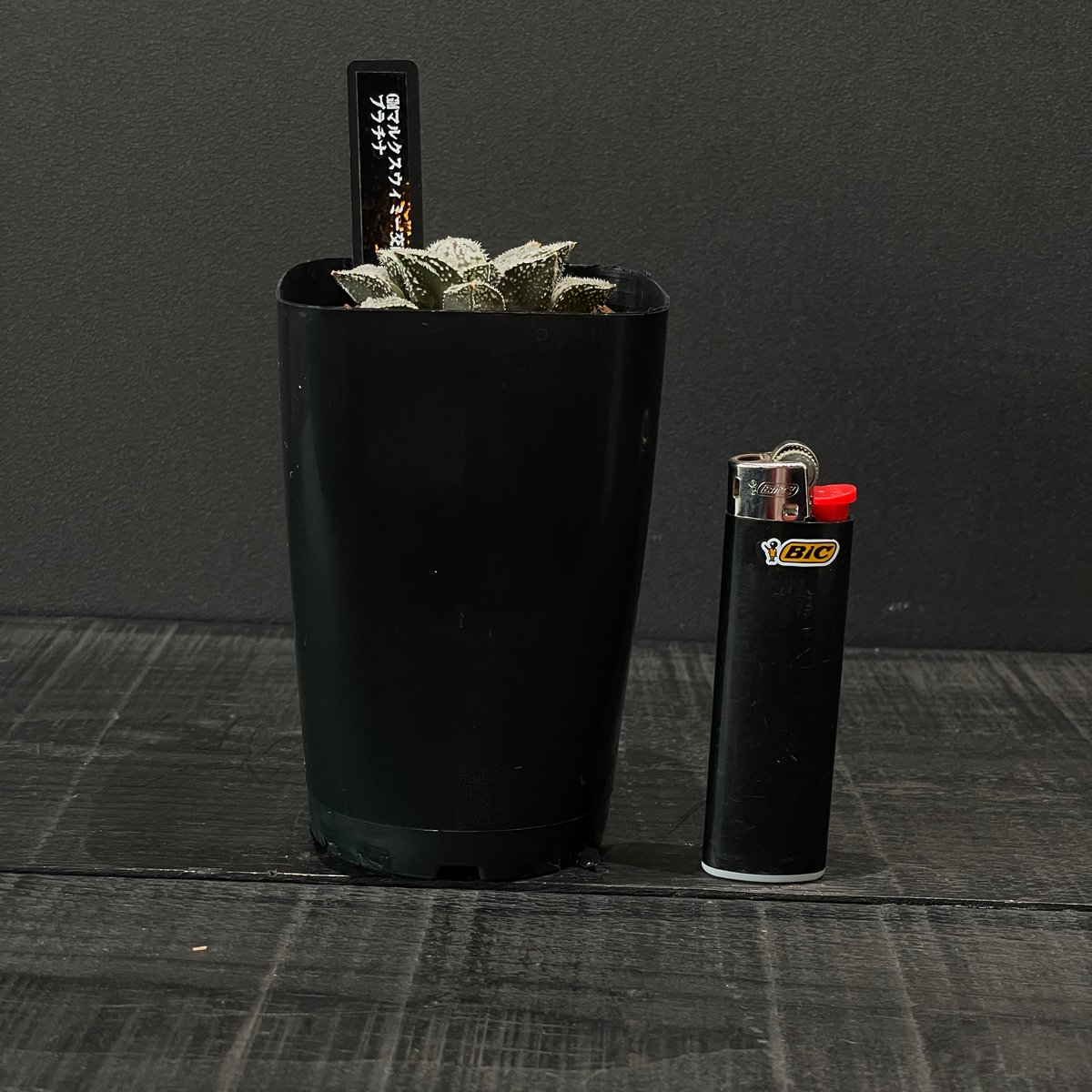 多肉植物 ハオルチア プラチナ × プラ鉢 | 最終的にサボテン