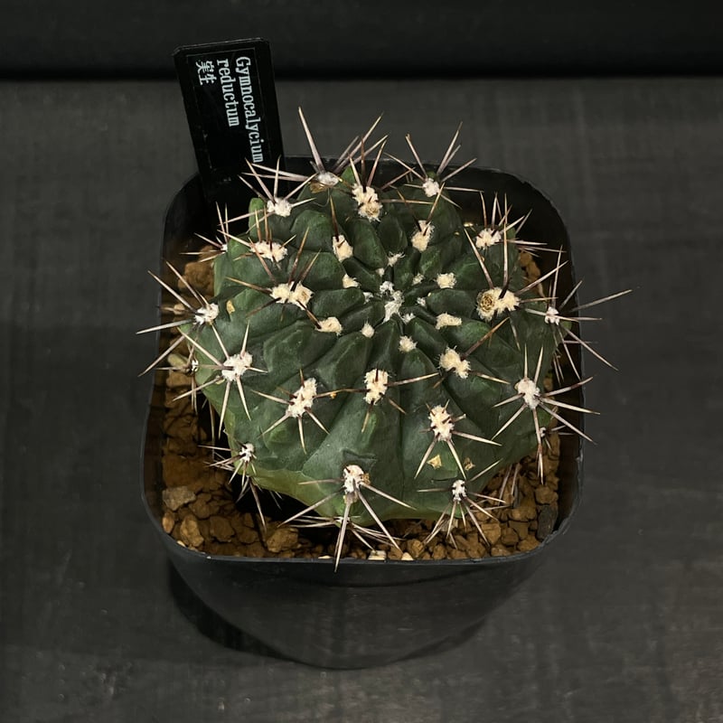 サボテン ギムノカリキウム 白蓮 × プラ鉢 | 最終的にサボテン