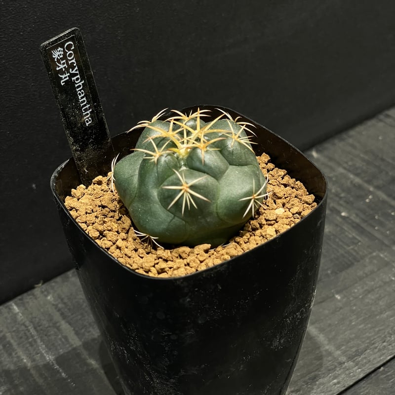 サボテン コリファンタ 象牙丸 × プラ鉢 | 最終的にサボテン