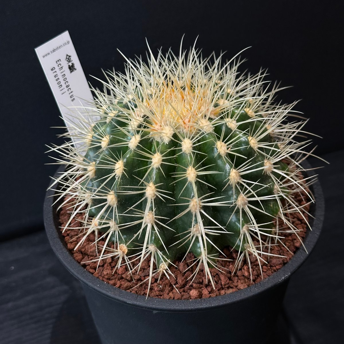 お祝いサボテン】金運サボテン 金鯱 ※ランダム発送 | 最終的にサボテン