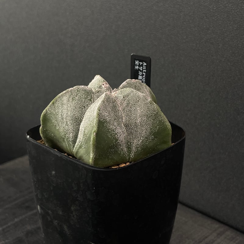 サボテン アストロフィツム トサカ亀甲ランポー玉 × プラ鉢 | 最終的に