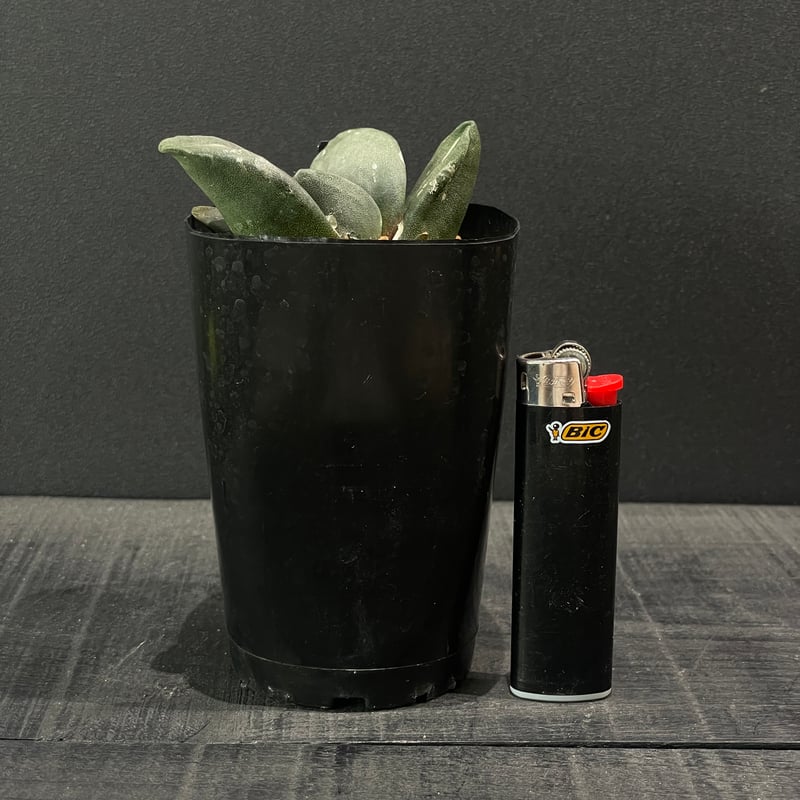 サボテン アリオカルプス 玉牡丹 × プラ鉢 | 最終的にサボテン