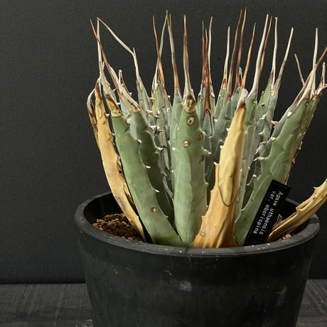 エボリスピナ | STORES