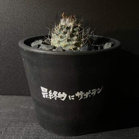 10 a6ミラクルスーパー兜 特Vアロー 輸入種子実生 サボテン 10 a6ミラクルスーパー兜 特Vアロー 輸入種子実生 サボテン