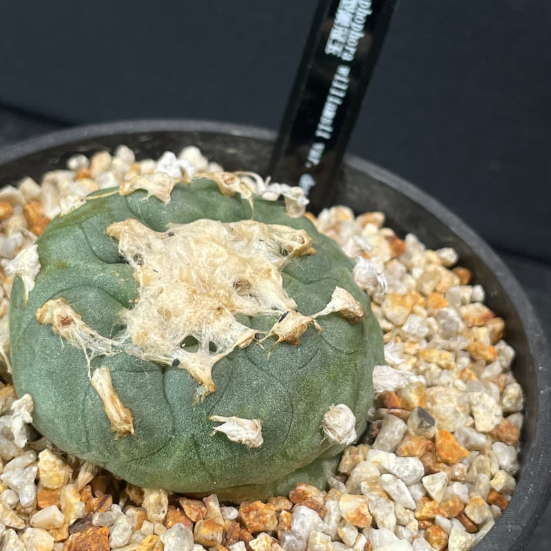 大型鳥羽玉　ロフォフォラ　サボテン　銀冠玉　デュフューサ 大型鳥羽玉 ロフォフォラ サボテン 銀冠玉 デュフューサ 大型