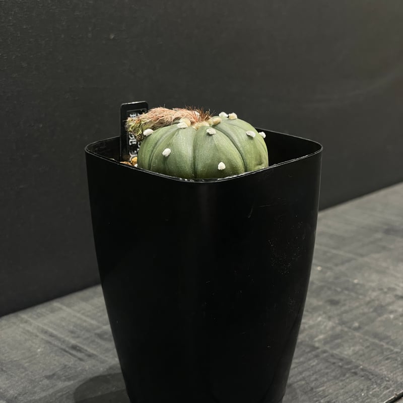 サボテン アストロフィツム 瑠璃兜 × プラ鉢 | 最終的にサボテン
