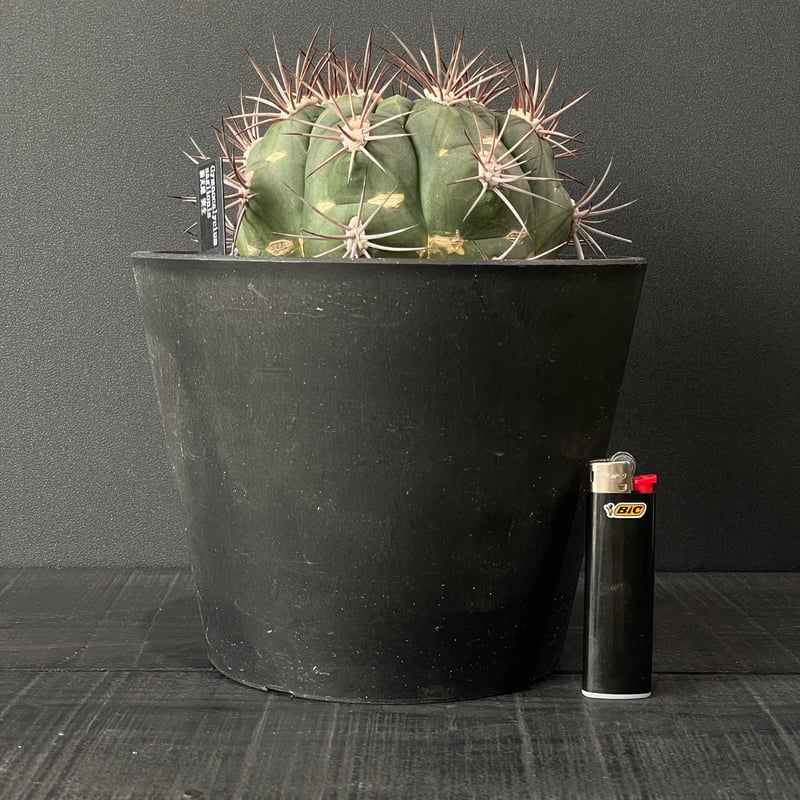 サボテン ギムノカリキウム 新天地 × BLACK PLASTIC POT | 最終