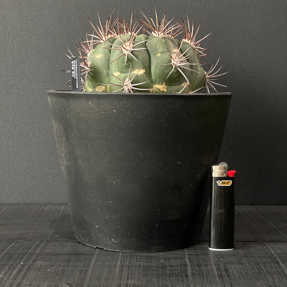 k6レアカラー‼️ サボテン　ギムノカリキウム 54株 Yahoo!オークション - 【サボテン】ギムノカリキウム属 ゼガラエ