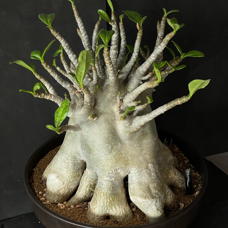 塊根植物 アデニウム アラビカム（タコ足仕立て） × プラ鉢 | 最終的に