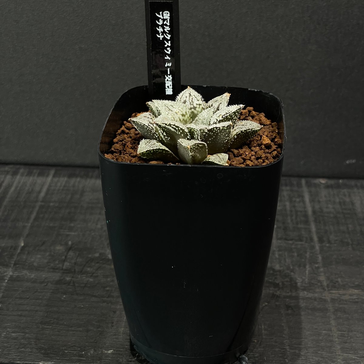 多肉植物 ハオルチア プラチナ × プラ鉢 | 最終的にサボテン