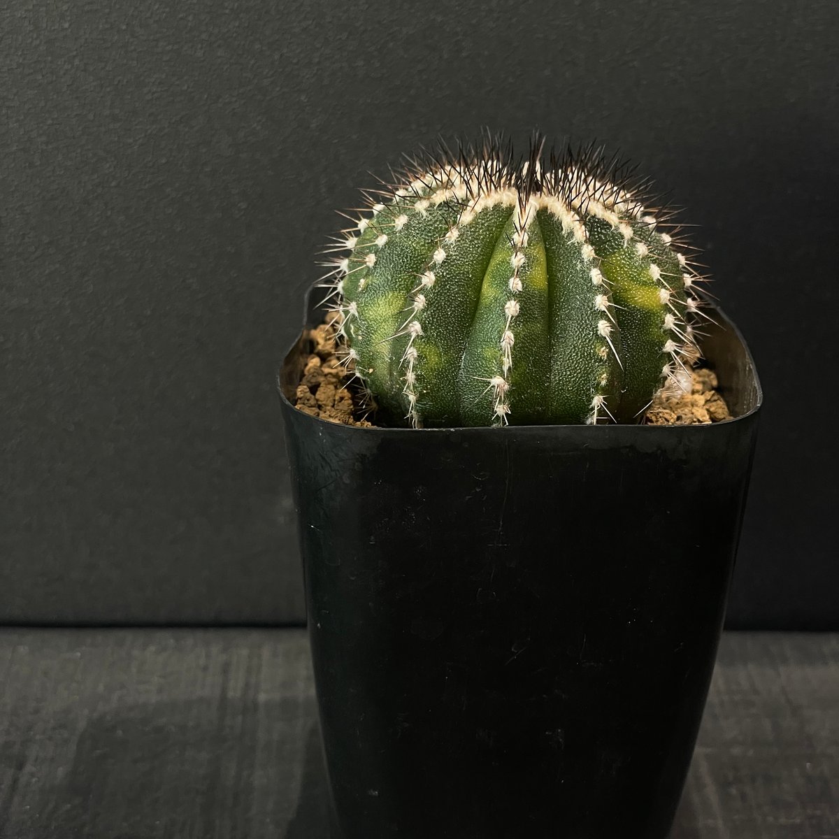 ペクチニフェラ錦 群生 ユーベルマニア サボテン