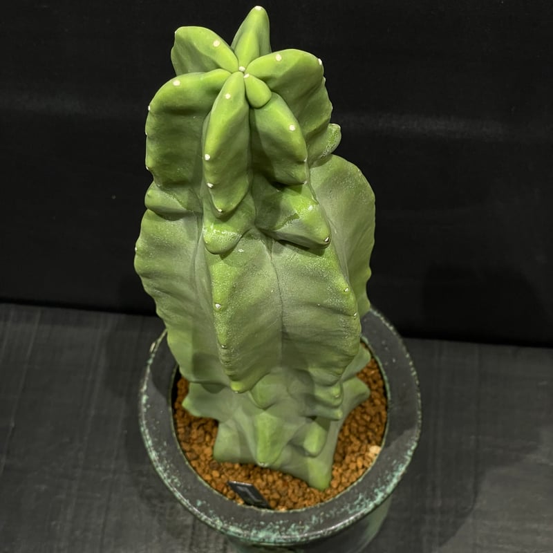 星形の突起がある緑色のサボテン 5角形のサボテン | ☆ガマンマの ニク・サボ栽培☆ - 楽天ブログ