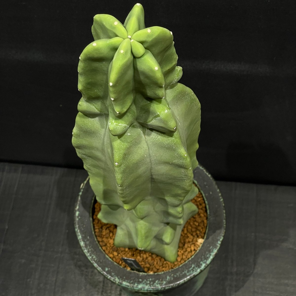 サボテン ロホセレウス 福緑寿 × 陶器鉢 | 最終的にサボテン