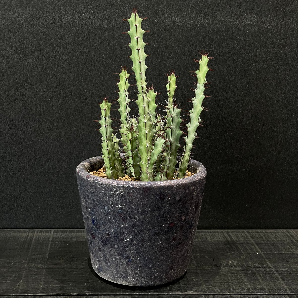 コーデックス ユーフォルビア グリーンウェイ × 陶器鉢 | 最終的に