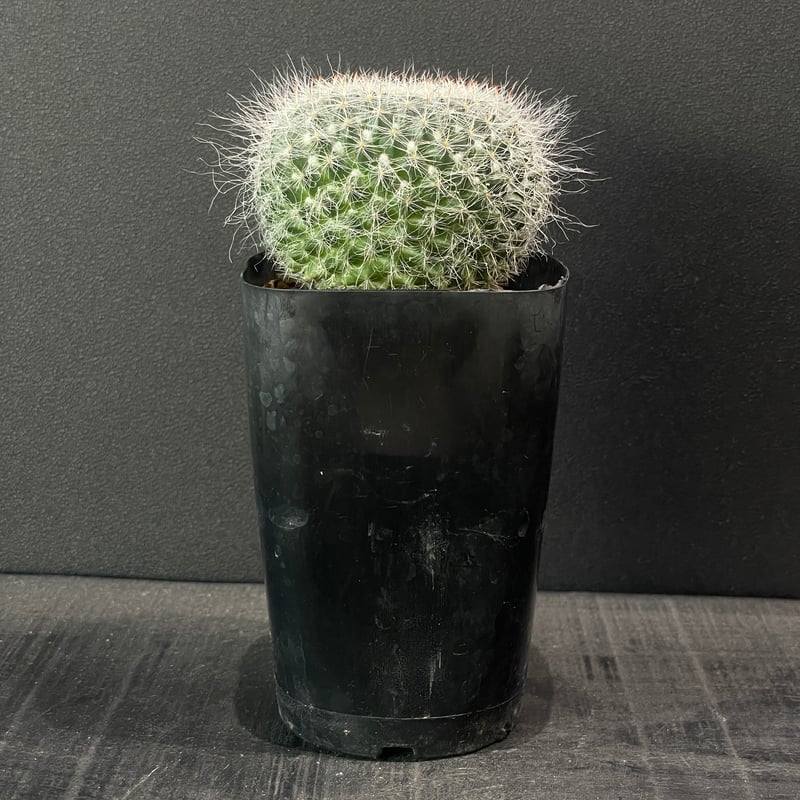 サボテン マミラリア 長毛玉翁 × プラ鉢 | 最終的にサボテン