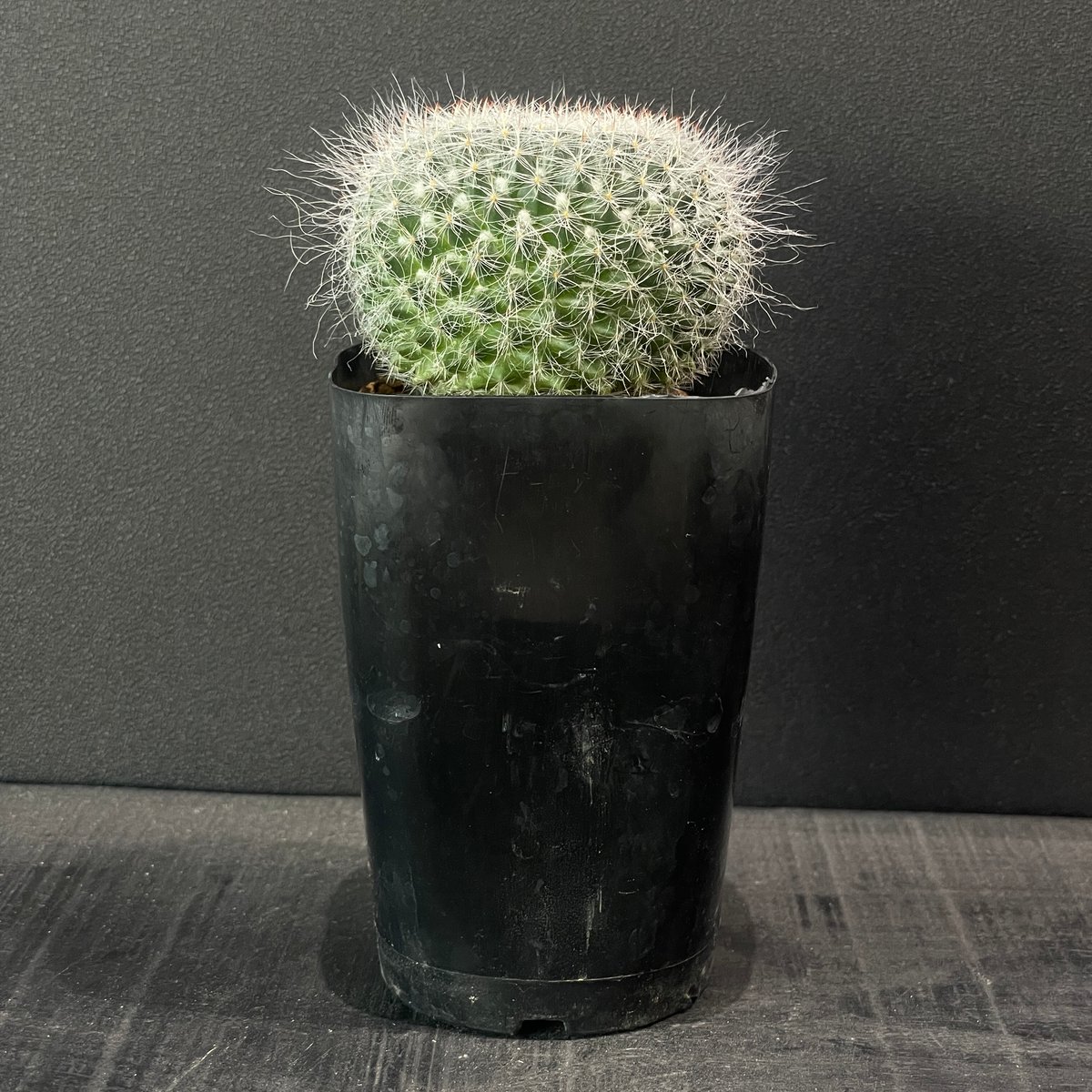サボテン マミラリア 長毛玉翁 × プラ鉢 | 最終的にサボテン