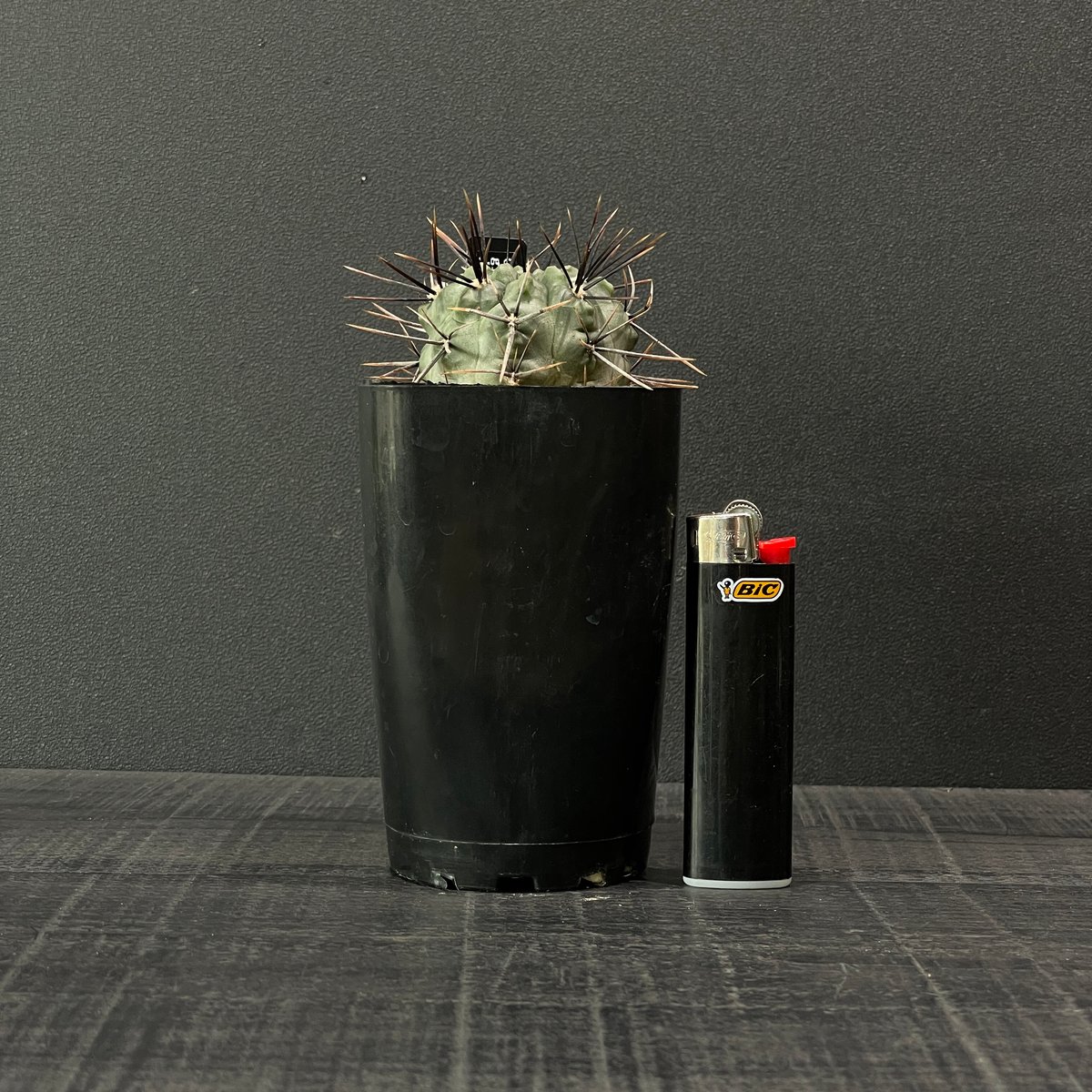 サボテン ギムノカリキウム 大型鬼胆丸 × プラ鉢 | 最終的に