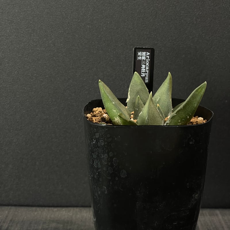 サボテン アリオカルプス 短疣三角牡丹 × プラ鉢 | 最終的にサボテン