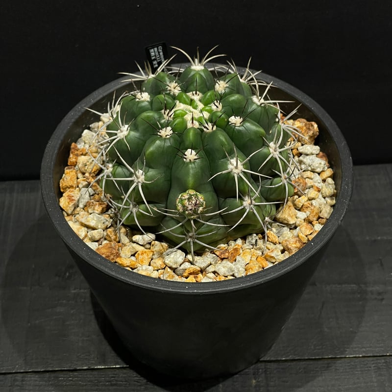 サボテン ギムノカリキウム 黒豹玉 × BLACK PLASTIC POT | 最終的に