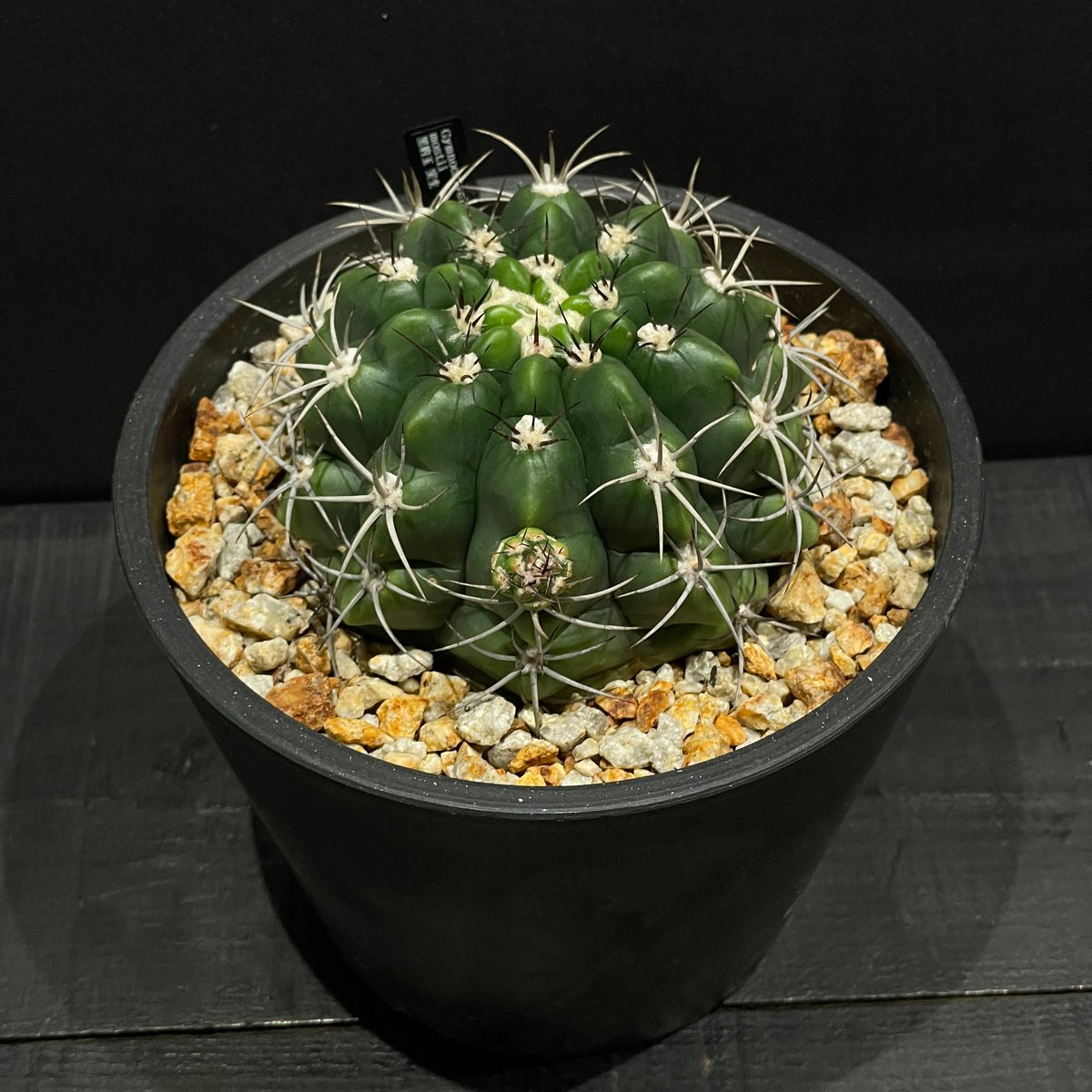 大株 サボテン ギムノカリキウム 黒豹玉 実生 ※鉢のまま発送 サボテン ギムノカリキウム 黒豹玉 × BLACK PLASTIC POT | 最終的に