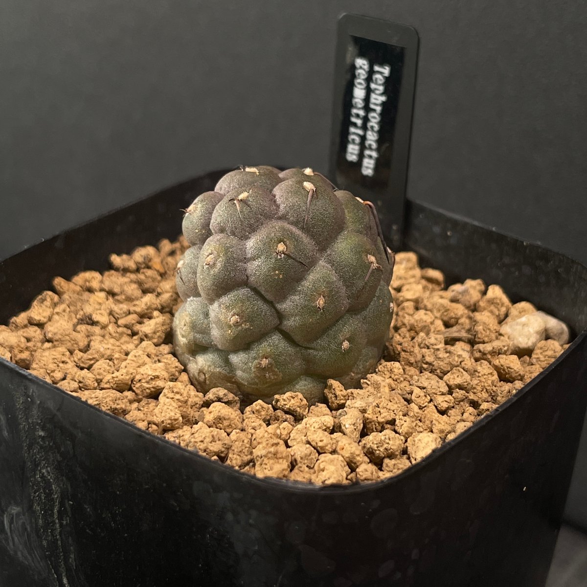 サボテン テフロカクタス ゲオメトリクス × プラ鉢 | 最終的にサボテン