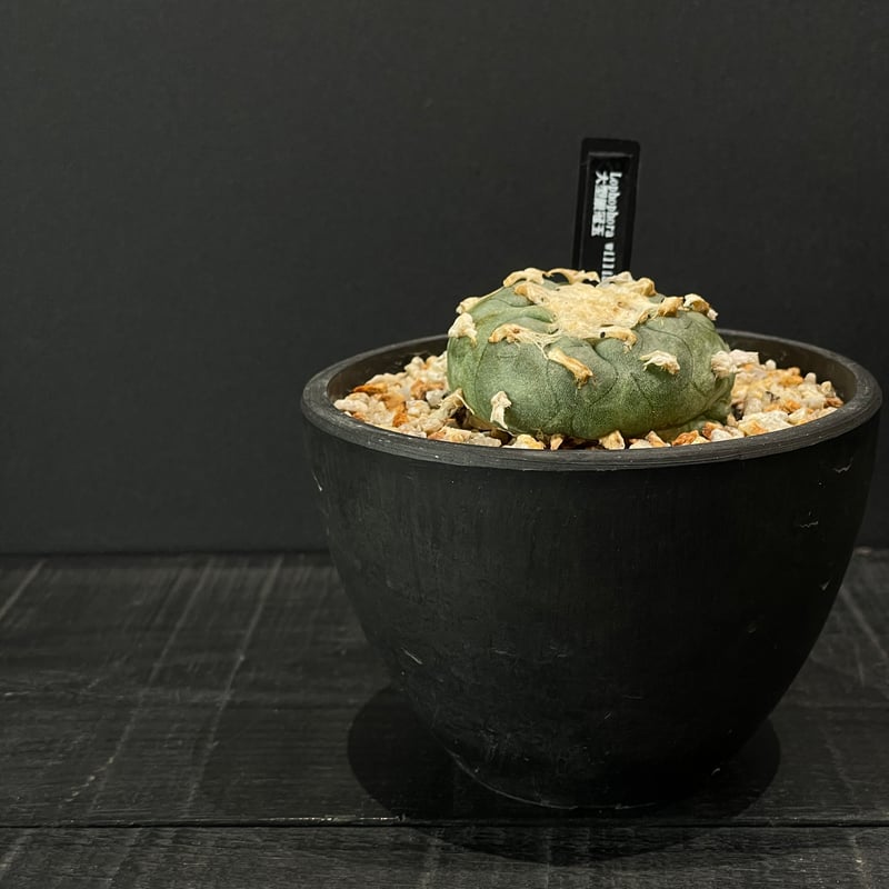 サボテン ロフォフォラ 大型銀冠玉 × BLACK PLASTIC POT | 最終的に