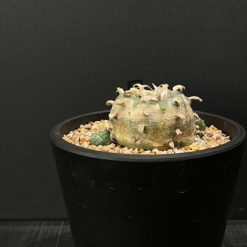 サボテン ロフォフォラ 烏羽玉 テキサーナ × BLACK PLASTIC POT