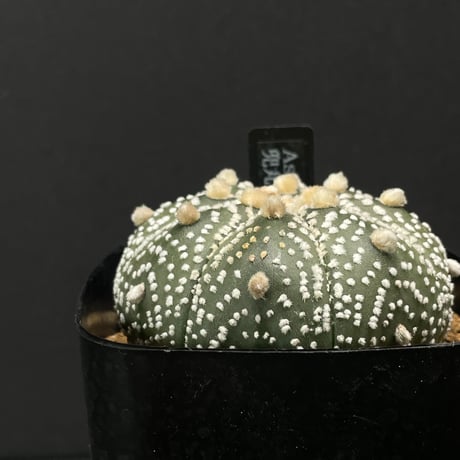 アストロフィツム | STORES