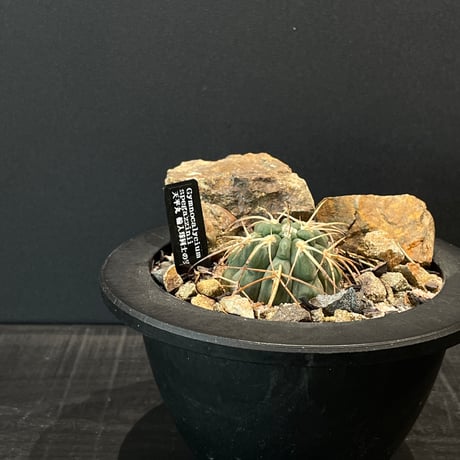 本日値下げ！　エリオシケ　極光丸　ギムノカリキウム ストリグリアナム　セット 本日値下げ！ エリオシケ 極光丸 ギムノカリキウム ストリグリア