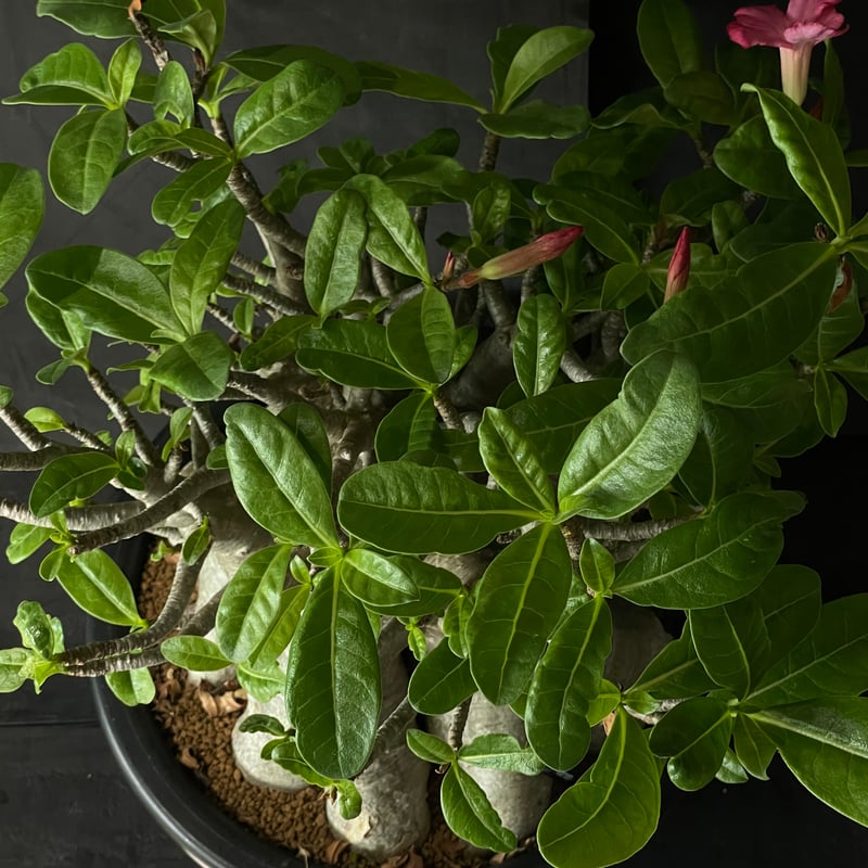塊根植物 アデニウム アラビカム（タコ足仕立て） × プラ鉢 | 最終的に
