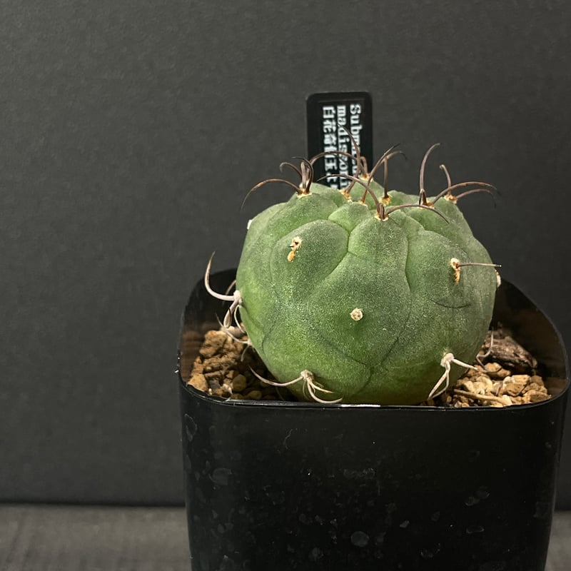 サボテン サボテン サブマツカナ 白花奇仙玉より実生（花色未確認