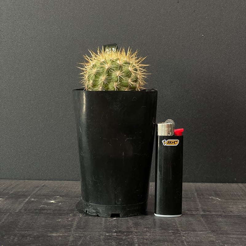 サボテン サボテン エリオシケ（旧ネオポルテリア) サブギボサ × プラ鉢 | 最終