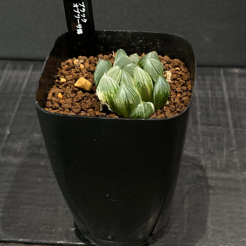 多肉植物 ハオルチア ブラックオブツーサ錦 × プラ鉢 | 最終的に