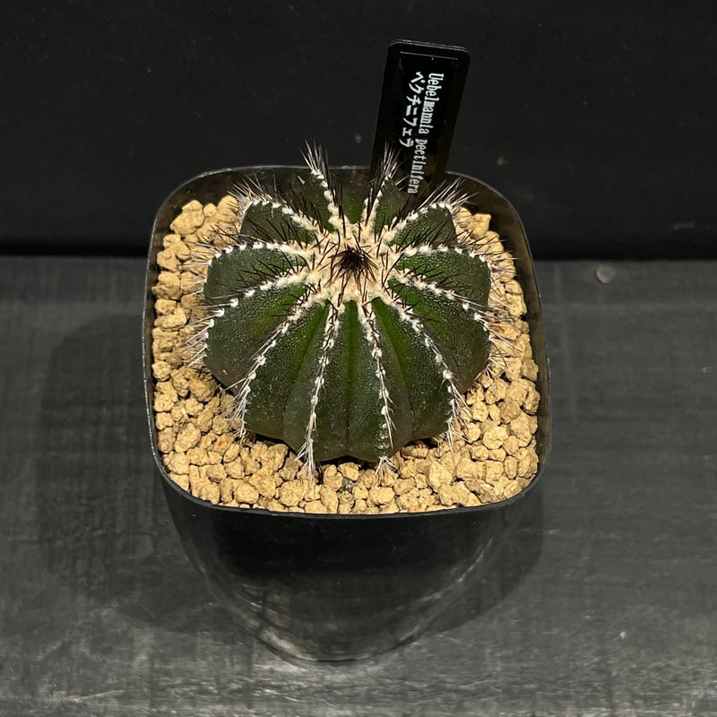 ユーベルマニア　ペクチニフェラ　サボテン　国内実生 ペクチニフェラ 実生 A3008☆ユーベルマニア サボテン☆「送料無料