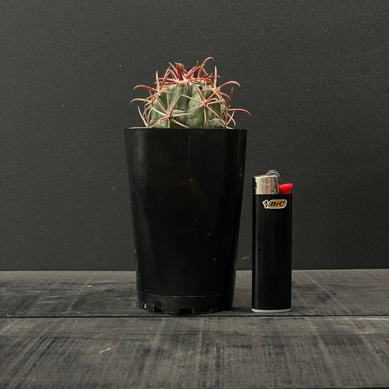 サボテン フェロカクタス 神仙玉 × プラ鉢 | 最終的にサボテン