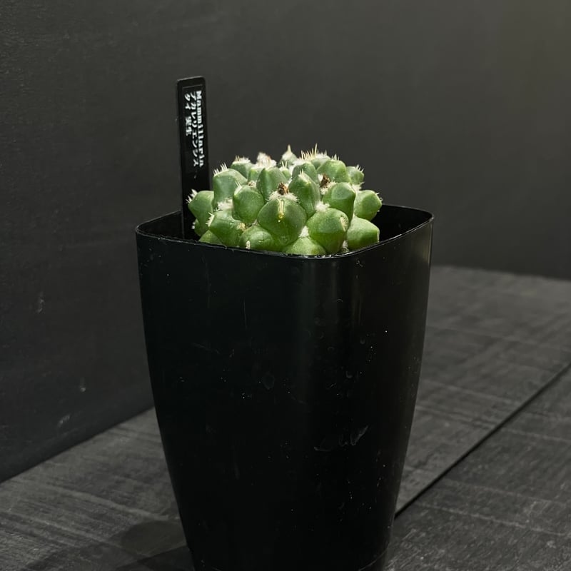 サボテン マミラリア ブカレリエンシス × プラ鉢 | 最終的にサボテン