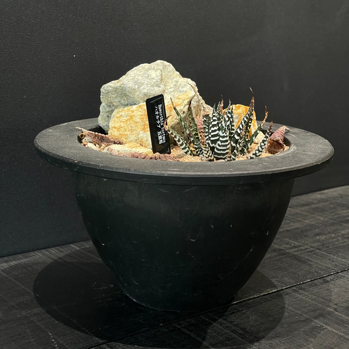 多肉植物 ハオルチア 五重塔 × HABITAT STYLE | 最終的にサボテン